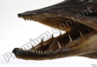 Northern pike mouth teeth 0007.jpg